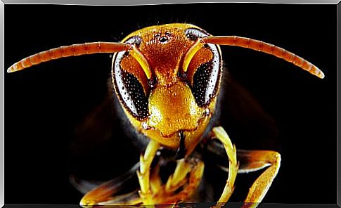 The Asian hornet: characteristics, habitat and curiosities