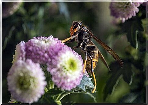 An Asian hornet on a flower