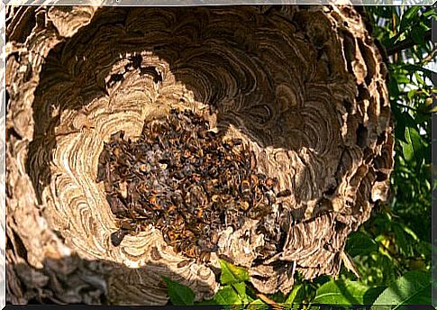 An Asian hornet nest