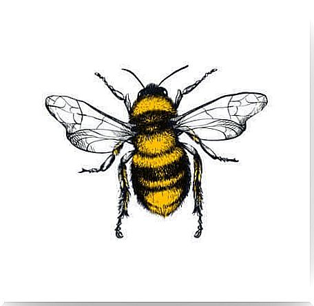 Drawing of a bee.