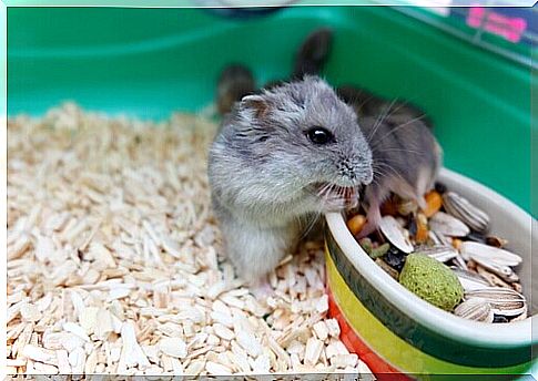 The behavior of hamsters: understanding and improving it