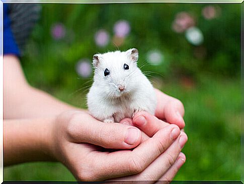 a hamster in the hands of the master