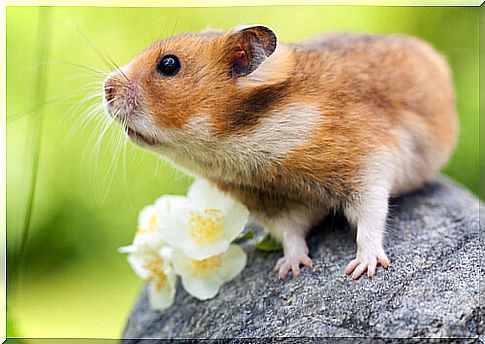 a hamster sniffs the air from a rock