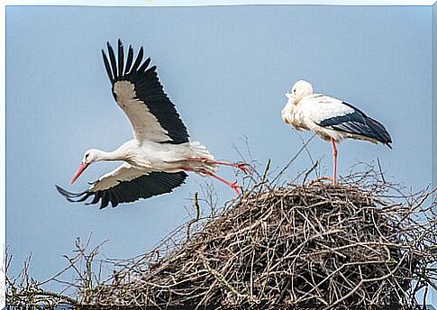 The behavior of storks