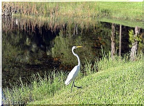 heron near the river