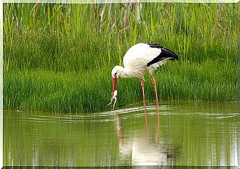 a stork hunts a frog in a pond