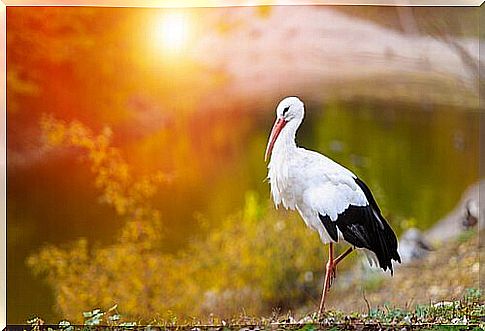 a stork in profile at sunset