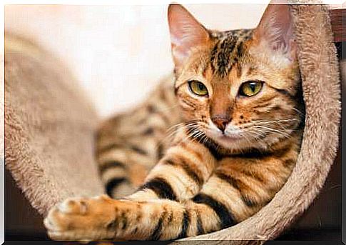 The body language of cats: how do they communicate?