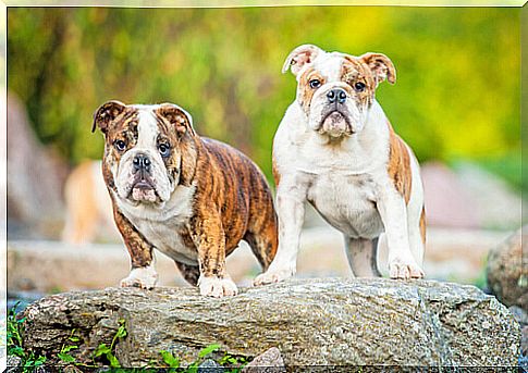 english-bulldog-2