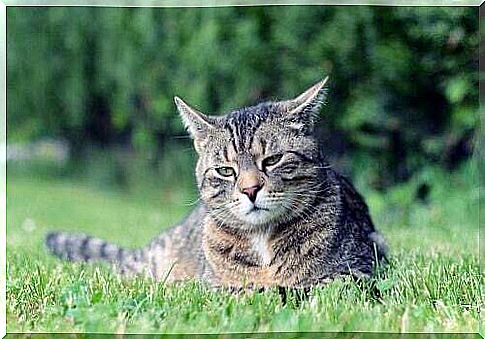 Cat on a meadow