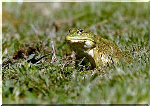 Frog in a meadow.