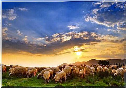 Sheep domestication and pasture at sunset