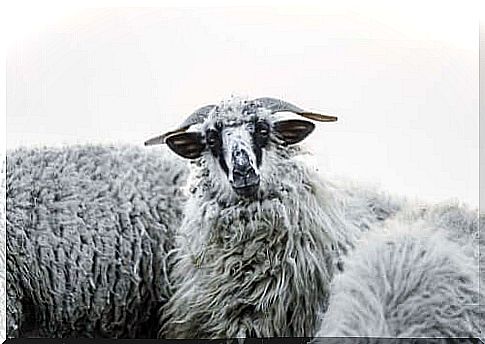 Merino sheep