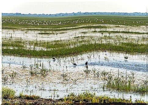 The fauna of the Doñana nature reserve