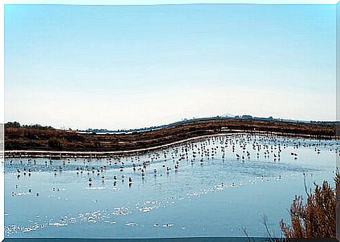 Birds in the Doñana reserve 