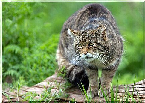 Wild cat