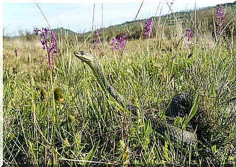 Reptile in the meadow