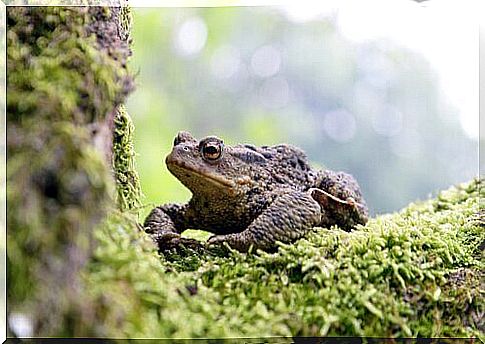 Common toad in the Doñana park 