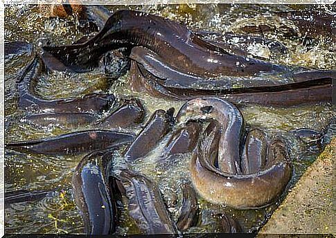 Group of eels