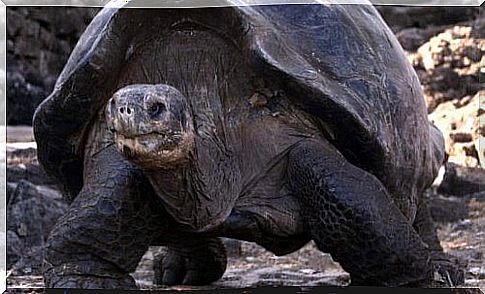 The fauna of the Galapagos Islands