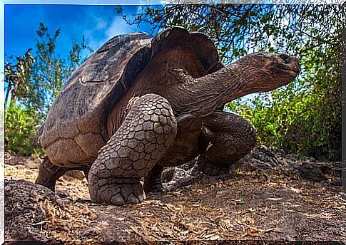 Galapagos Islands tortoise