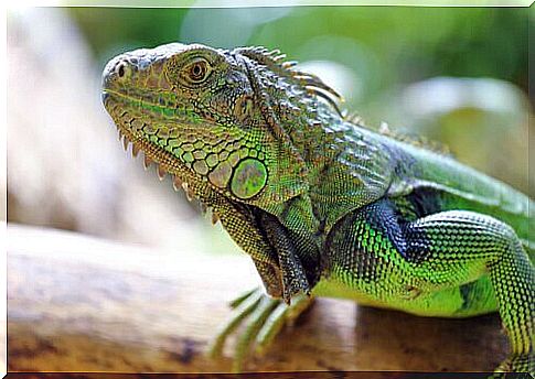 Green Iguana