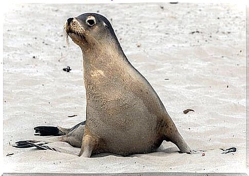 Sea lion on the beach of the Galapagos Islands