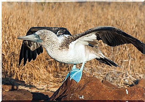 Blue-footed boobies in the Galapagos Islands