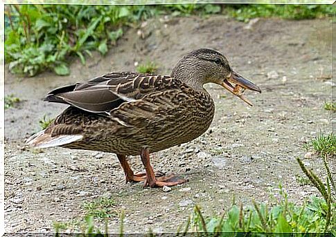 The feeding of the domestic duck