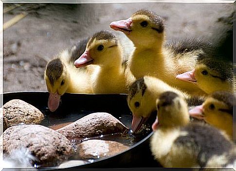 some ducklings drink water