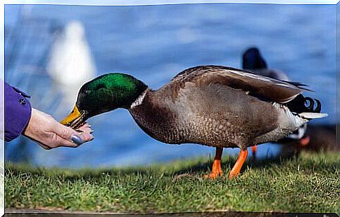 a duck eats from a lady's hand