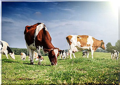 Grazing cows.  Cow grazing the grass.