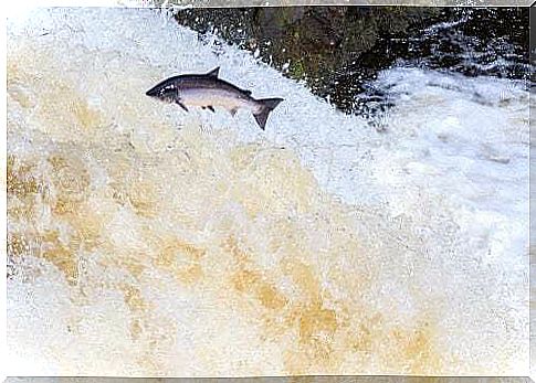 Salmon jumping during migration