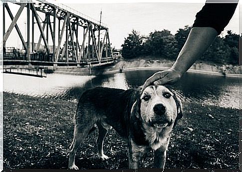 The last dogs of Chernobyl