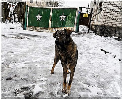 a dog photographed on the streets of Chernobyl