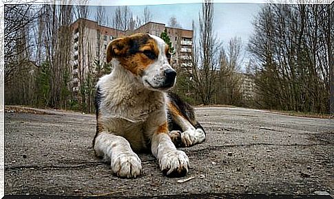 a dog crouched in front of the Chernobyl buildings