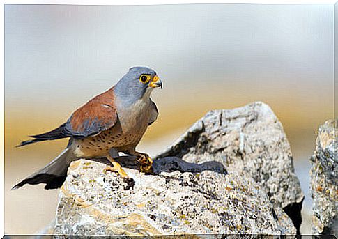 The lesser kestrel: the smallest of the hawks