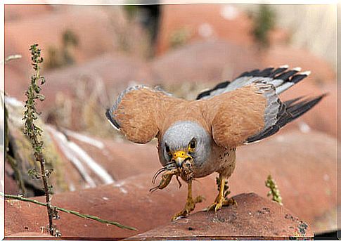 Falco naumanii eating a grasshopper.