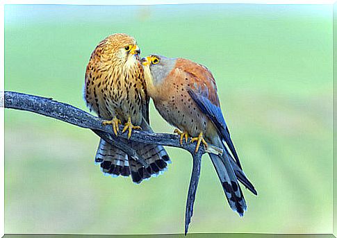 Pair of lesser kestrels perched on a branch.