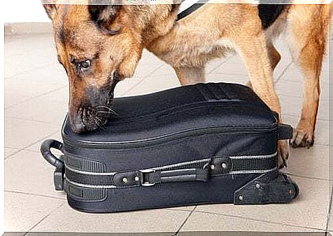 Dog sniffing a suitcase