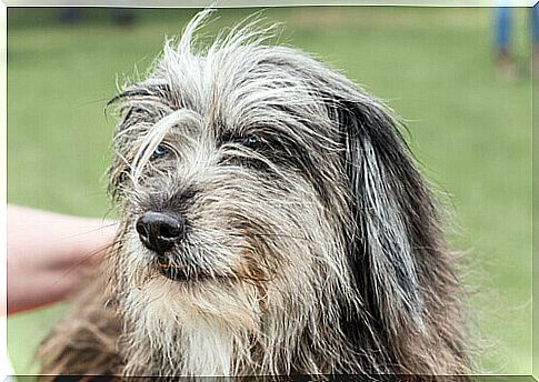 The long-haired Pyrenean shepherd dog