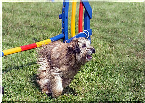 a specimen of shepherd of the Pyrenees during an agility course