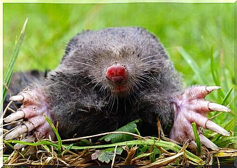 The mole, an excellent underground engineer