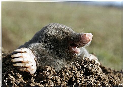 Mole comes out of the ground