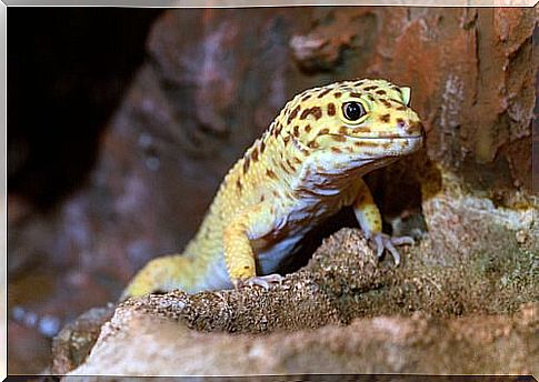 Leopard gecko on the rock