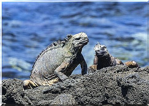 Marine iguanas on a rock in the middle of the sea