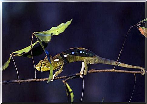 Chameleon camouflages itself under a leaf