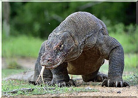 Komodo dragon