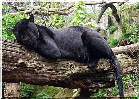 Black panther rests on a branch