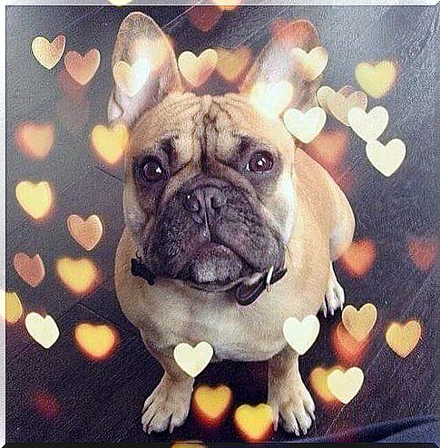 Dog hearts instagram